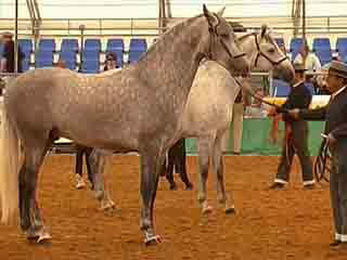  ヘレス・デ・ラ・フロンテーラ:  Andalusia:  スペイン:  
 
 Horse auction